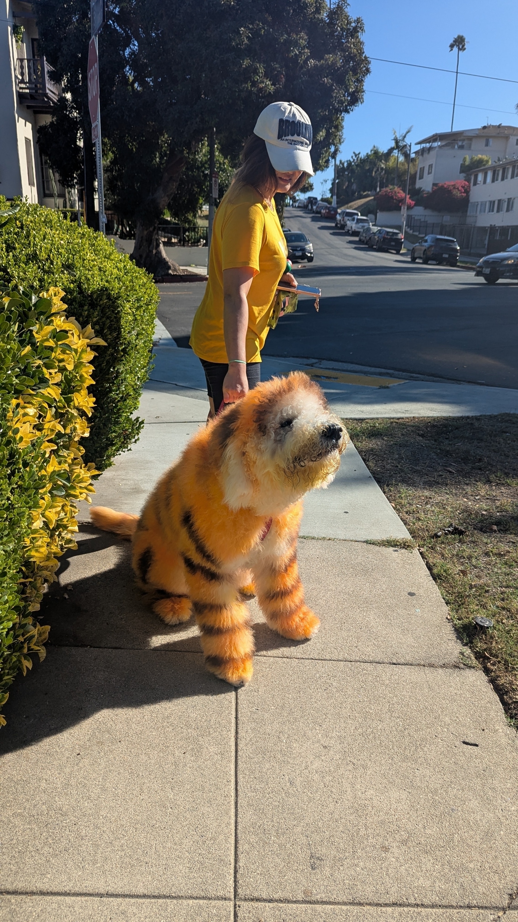 A dog dyed to resemble a tiger sits on a sidewalk while its owner, wearing a yellow shirt and cap, stands nearby on a sunny street.